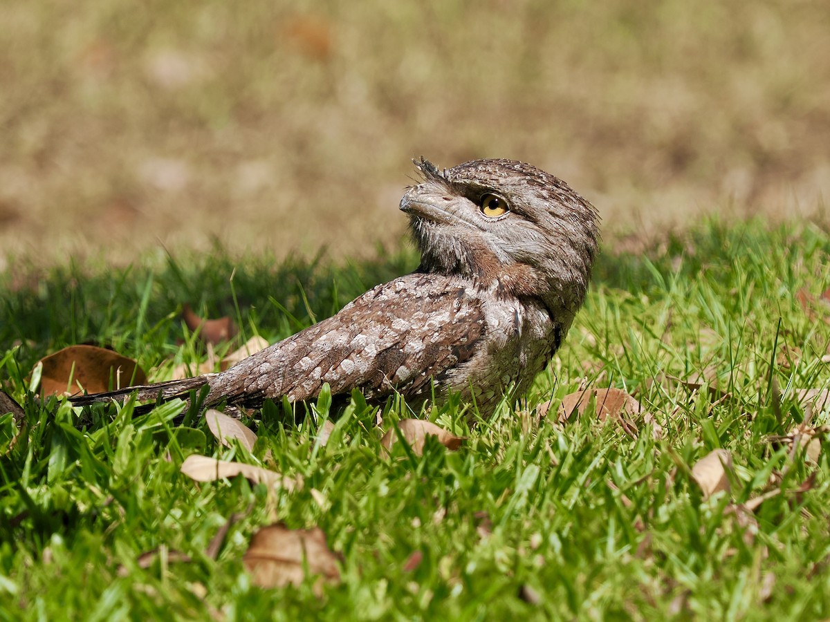 Tawny Frogmouth - ML644668557