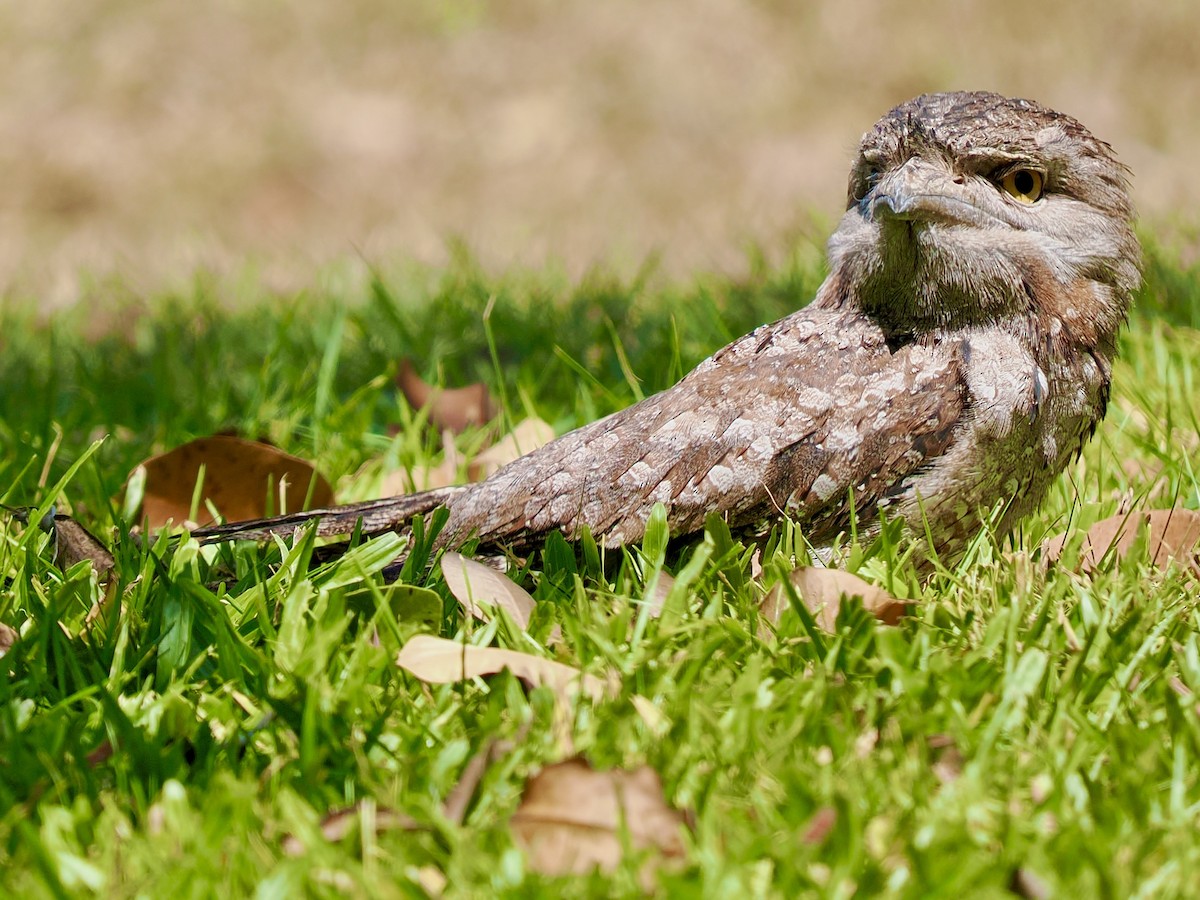Tawny Frogmouth - ML644668558