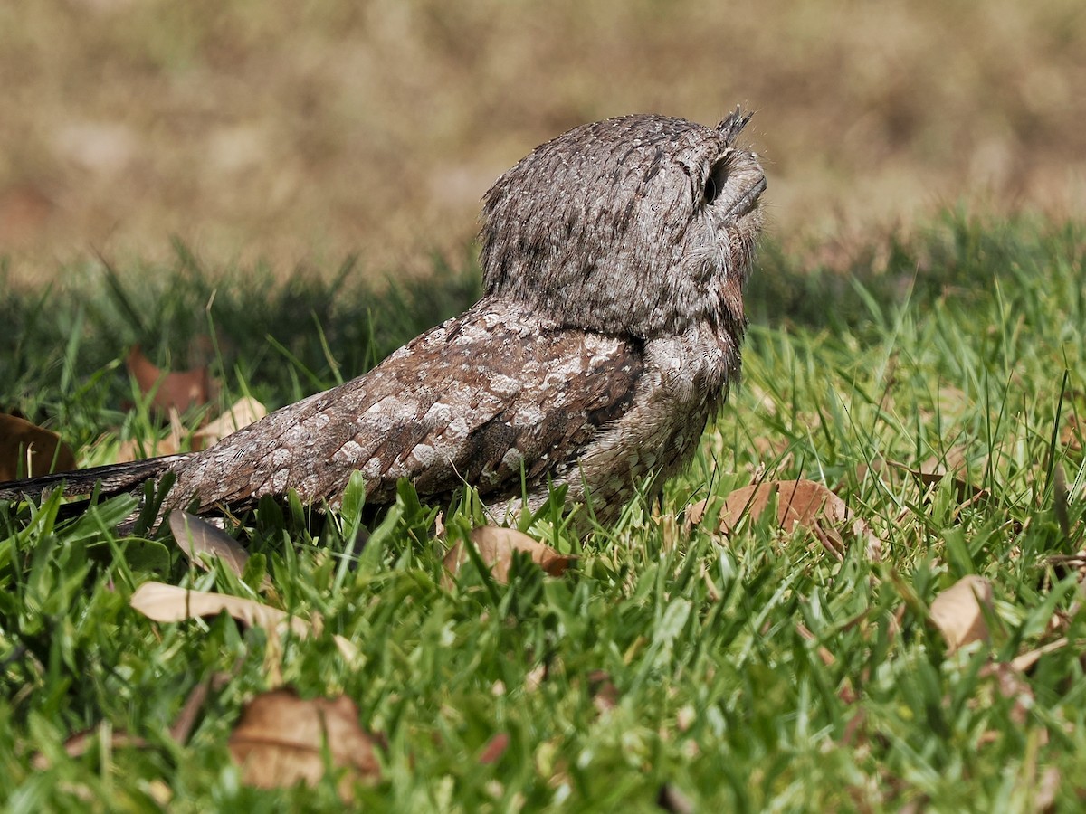 Tawny Frogmouth - ML644668559
