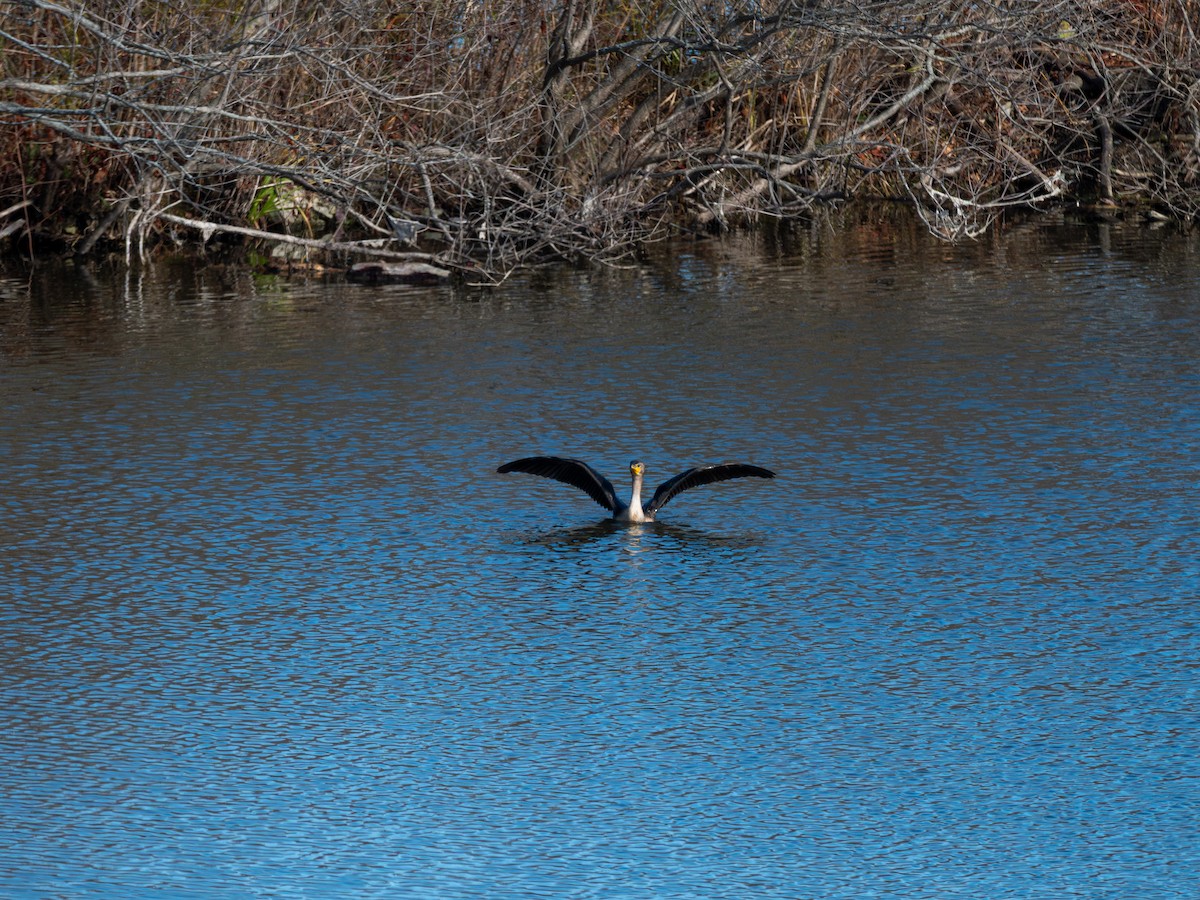 Double-crested Cormorant - ML644668562