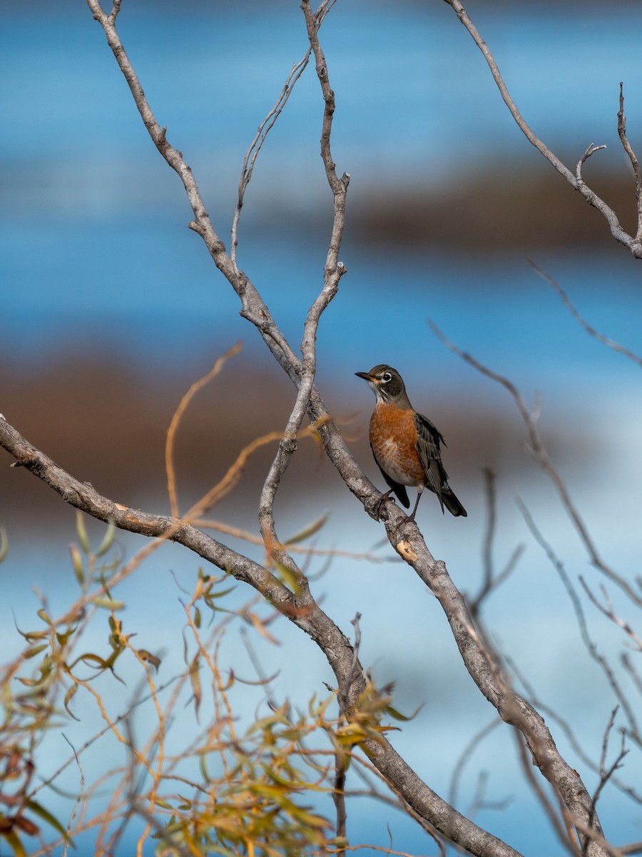 American Robin - ML644668564