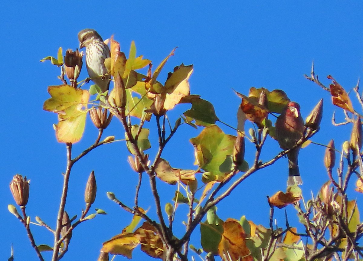 hýl nachový - ML644668565