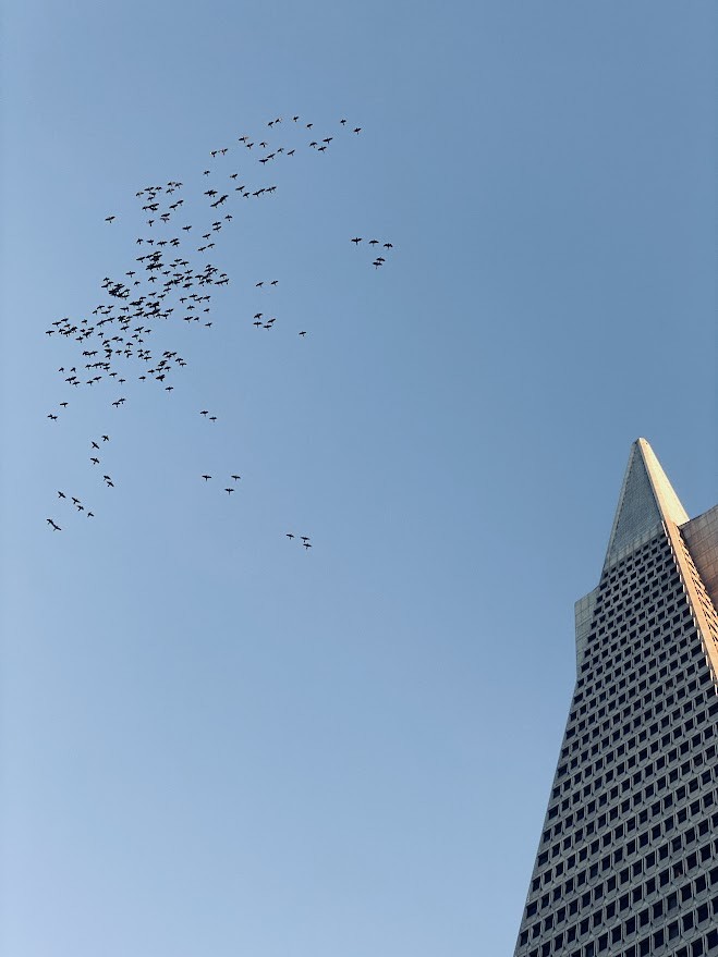 Red-masked Parakeet - ML644668566