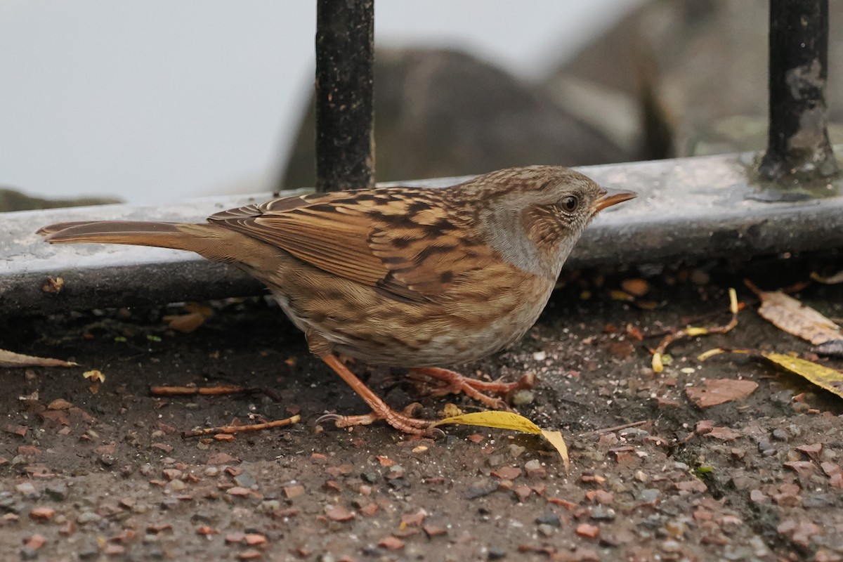 Dunnock - ML644668567
