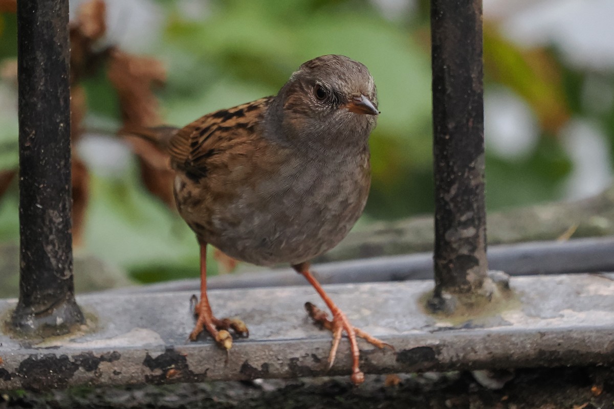 Dunnock - ML644668568