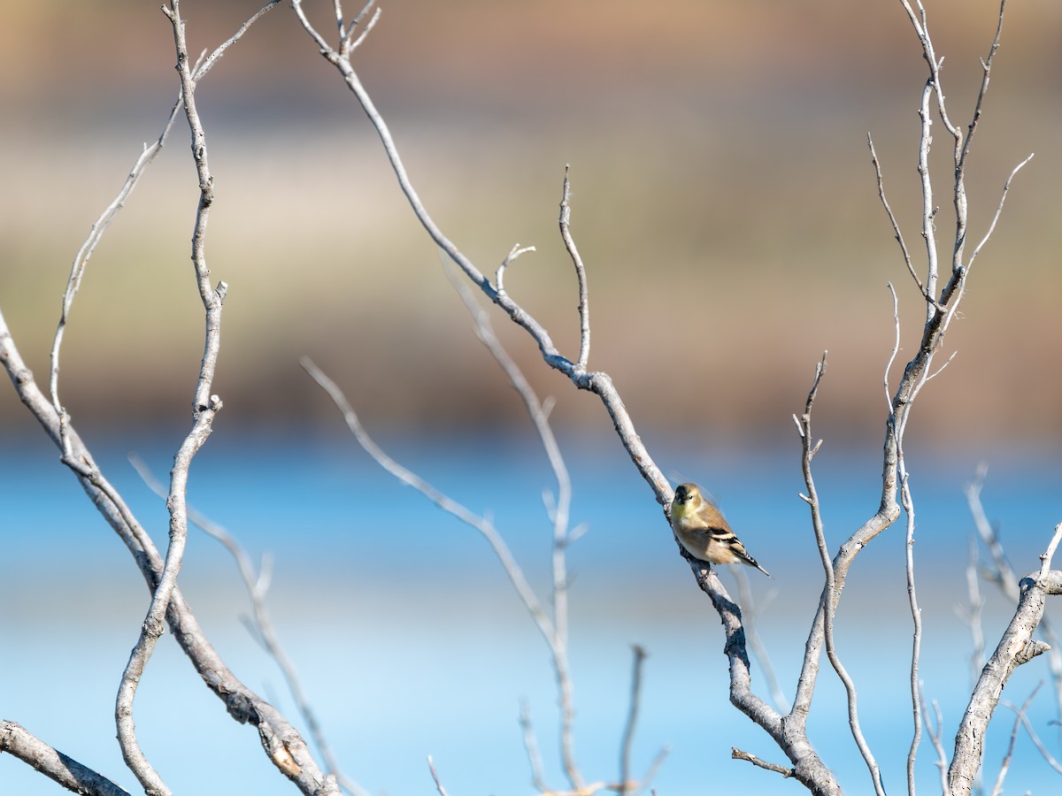 American Goldfinch - ML644668583