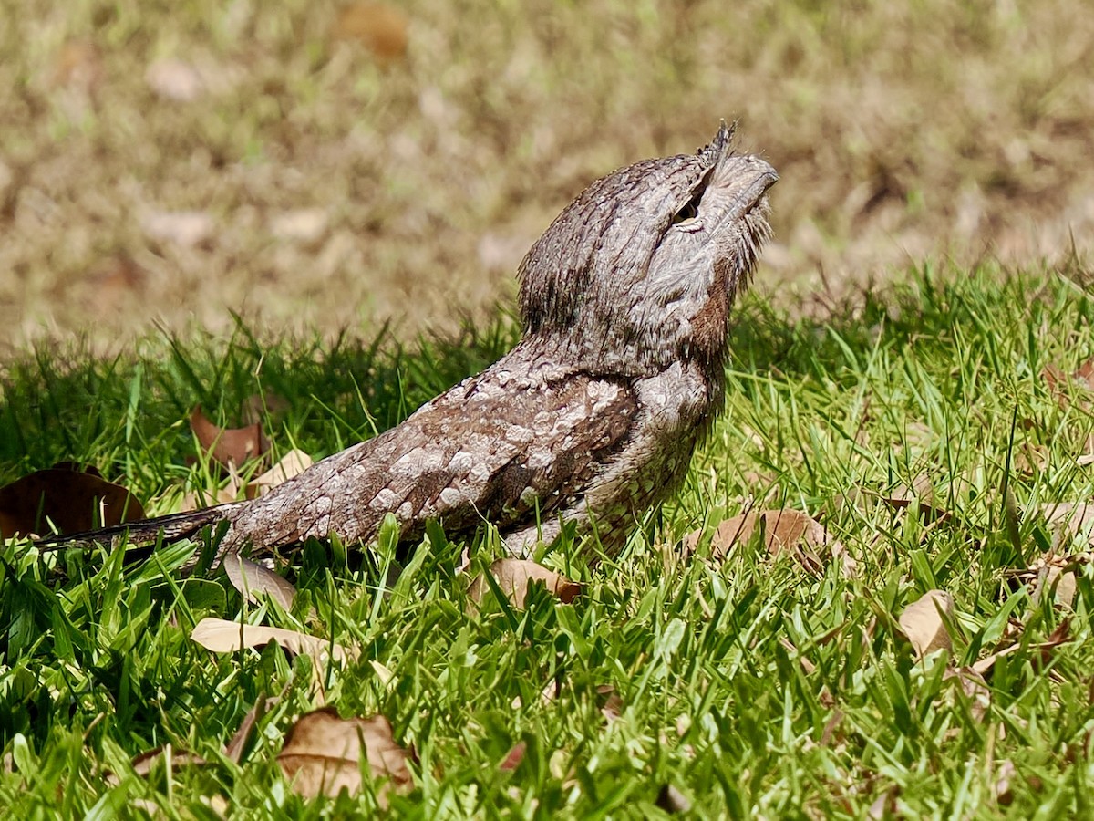 Tawny Frogmouth - ML644668584