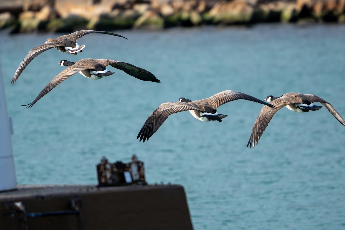 Canada Goose - ML644668592