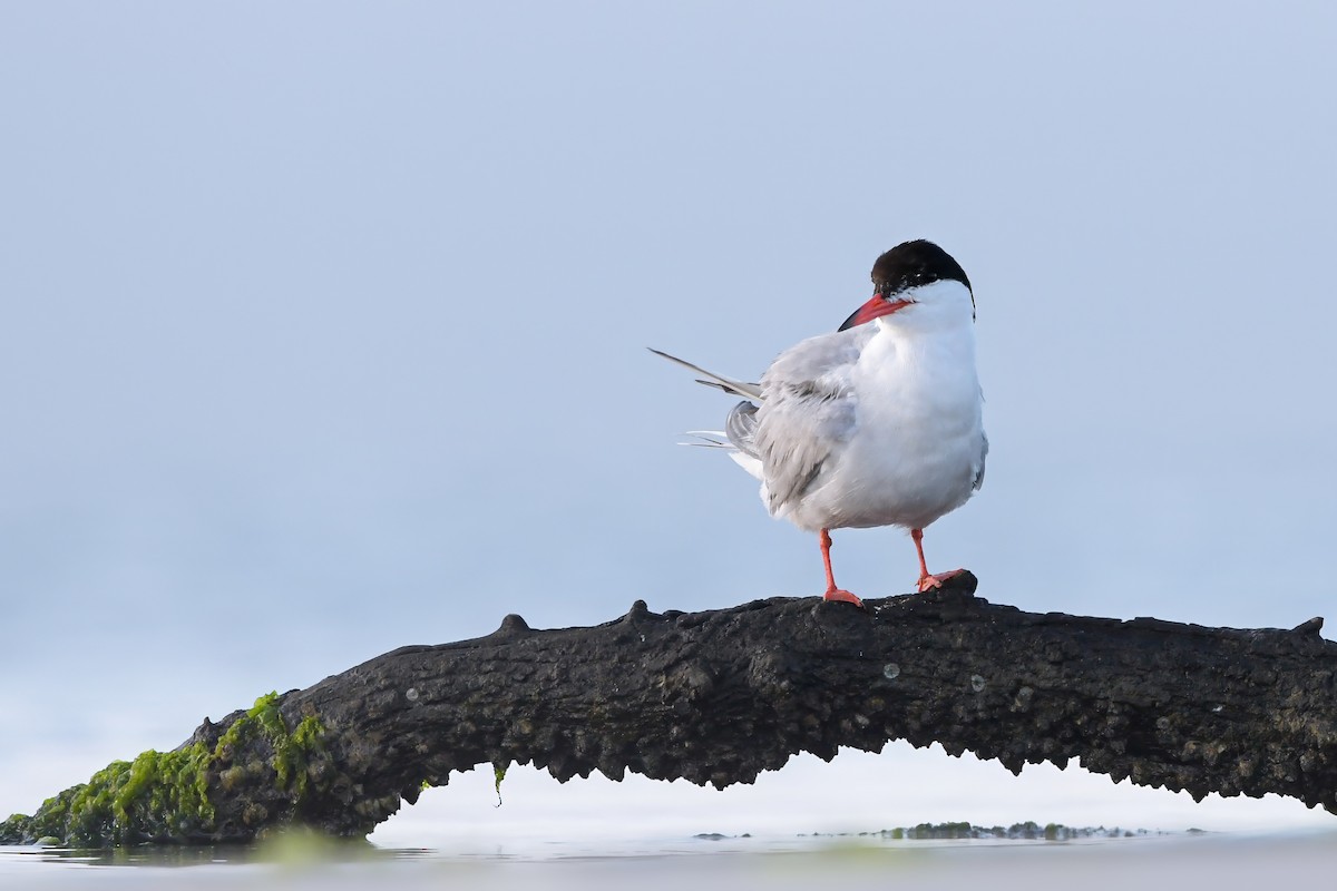 Common Tern - ML644668595