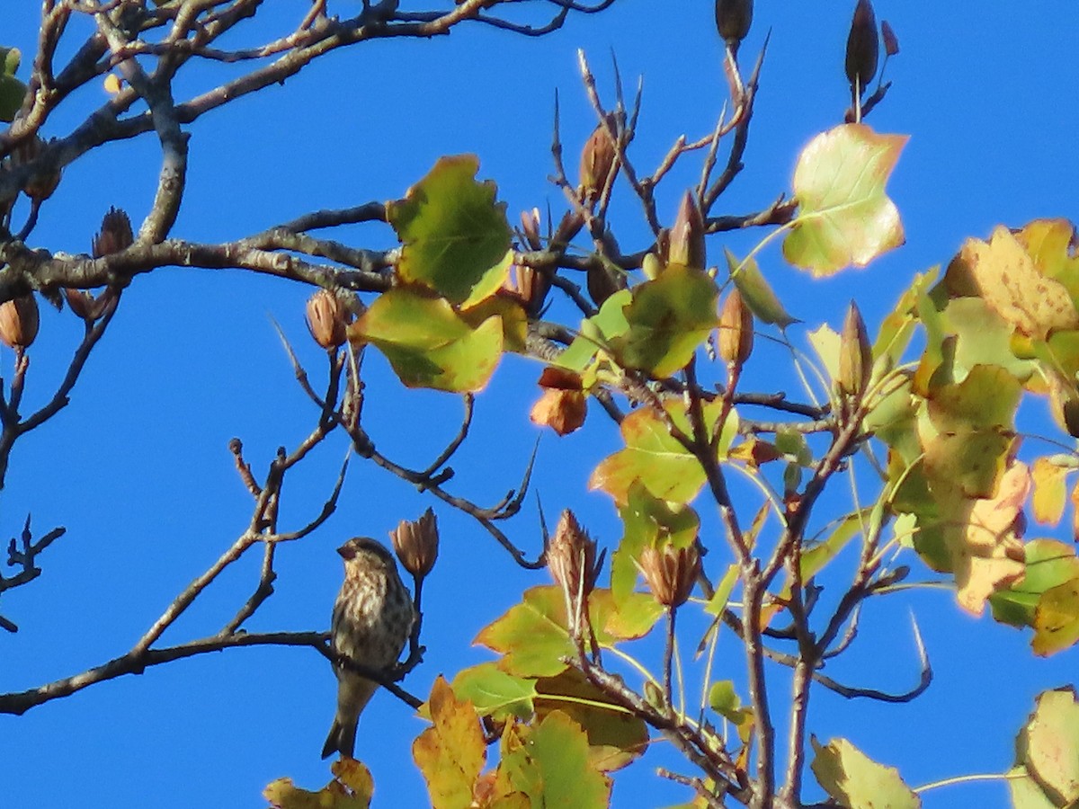 hýl nachový - ML644668611