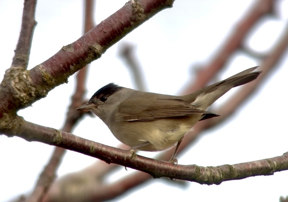 Txinbo kaskabeltza - ML644668612