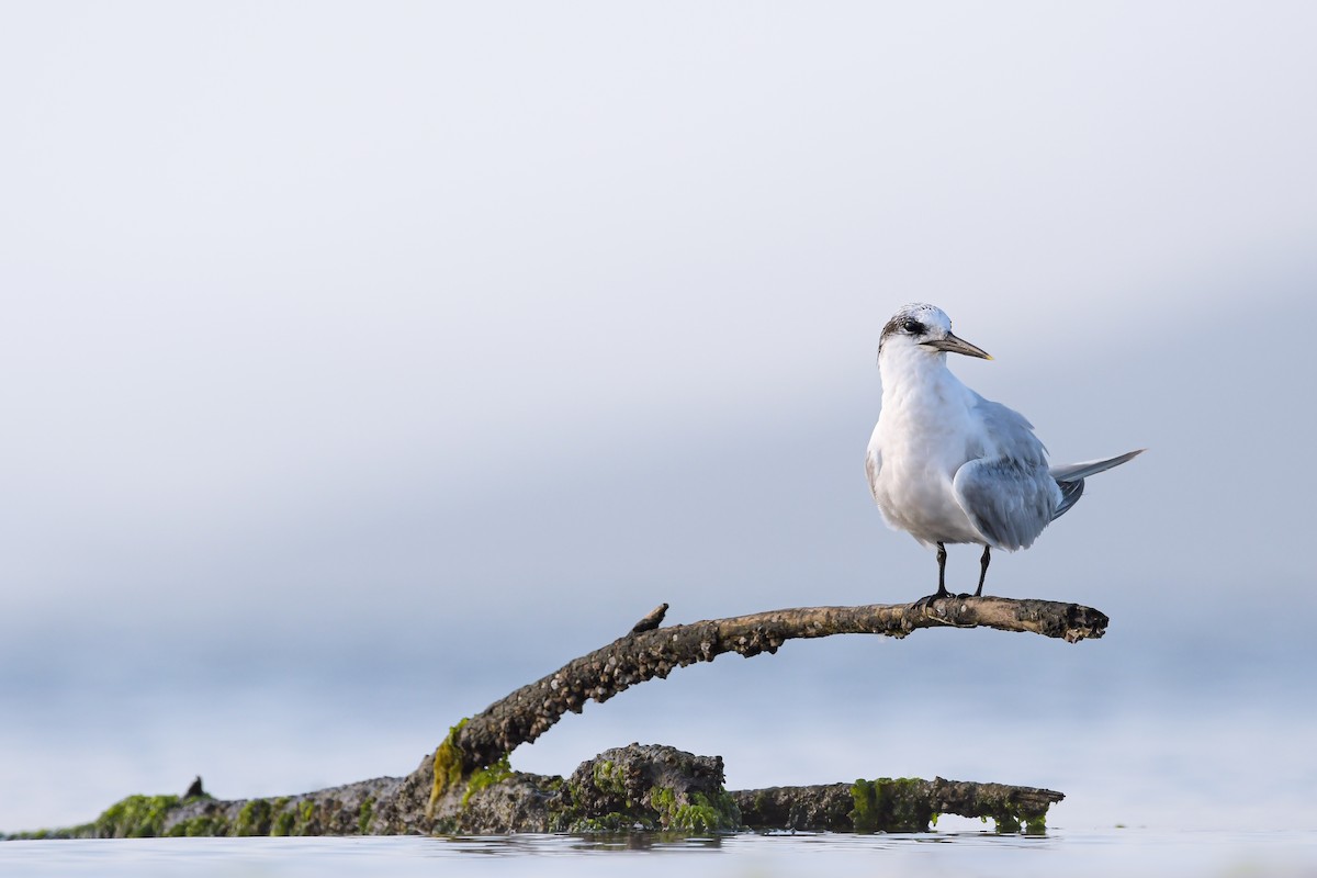 Sandwich Tern - ML644668619