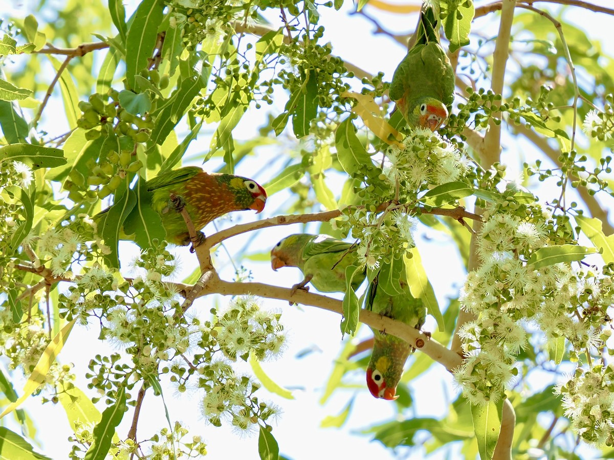 Varied Lorikeet - ML644668620