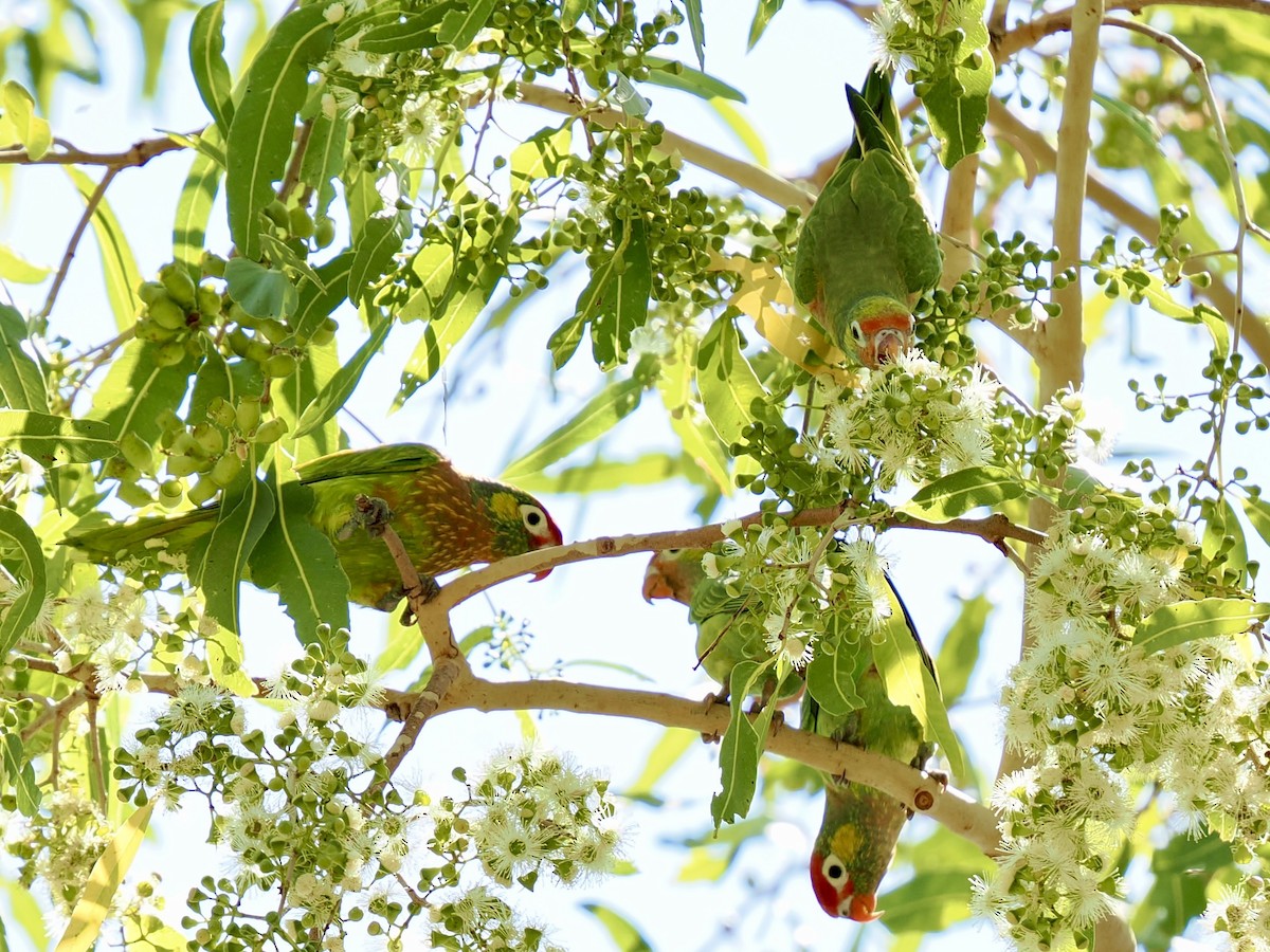 Varied Lorikeet - ML644668621