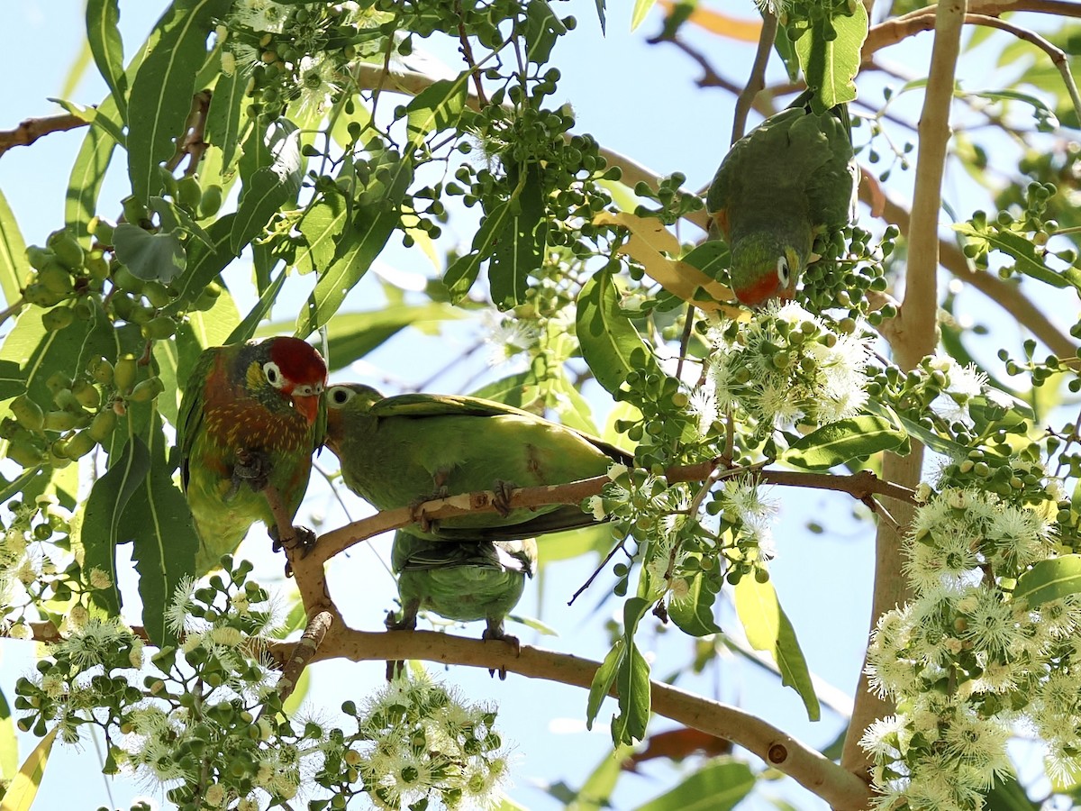Varied Lorikeet - ML644668622