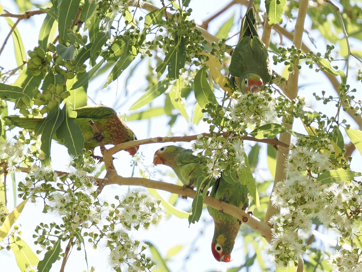 Varied Lorikeet - ML644668623