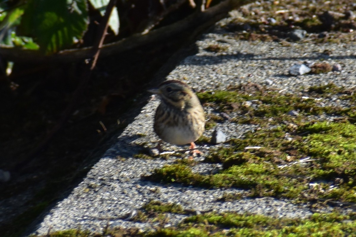 gråbrynspurv - ML644668624