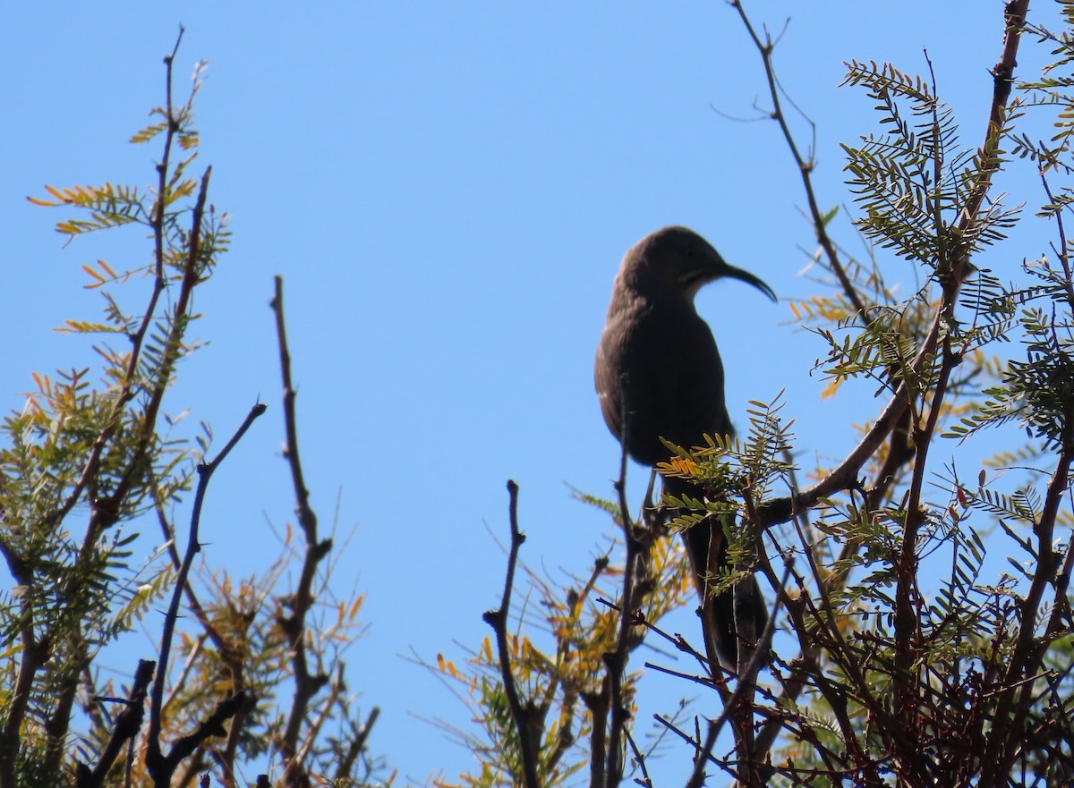 Crissal Thrasher - ML644668627