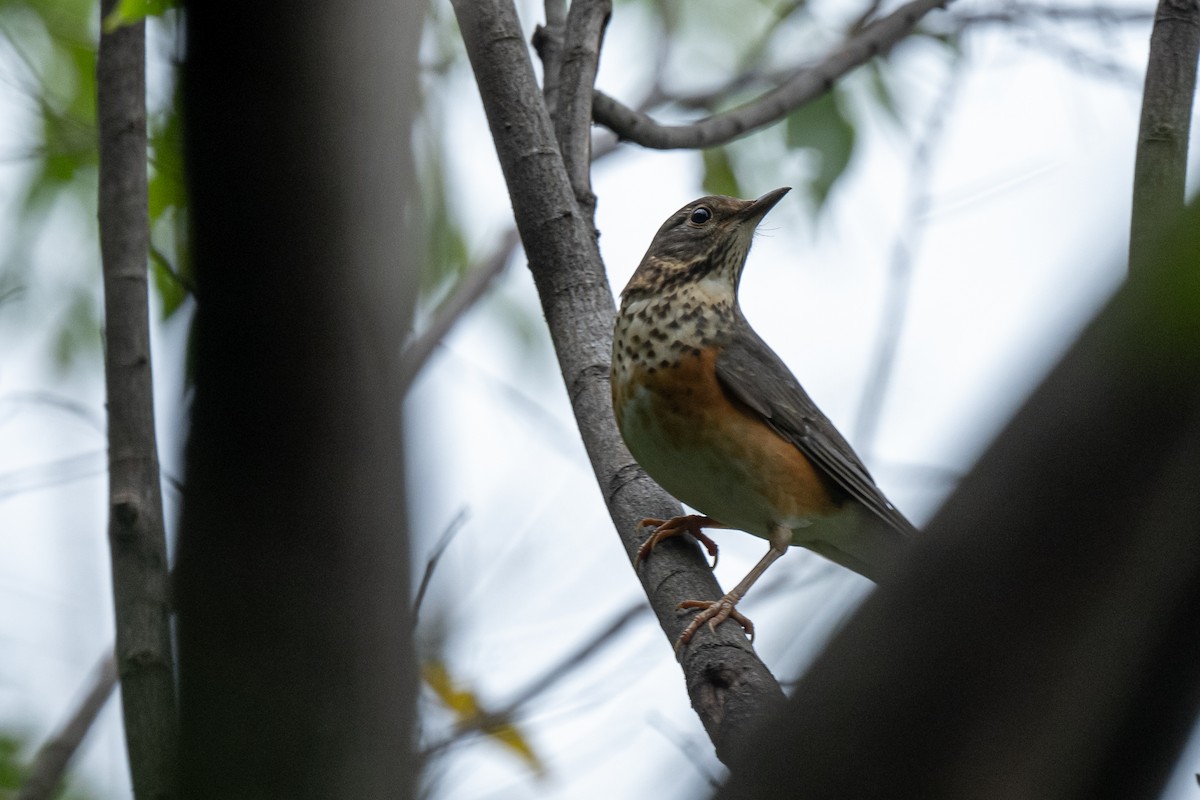 Gray-backed Thrush - ML644668635