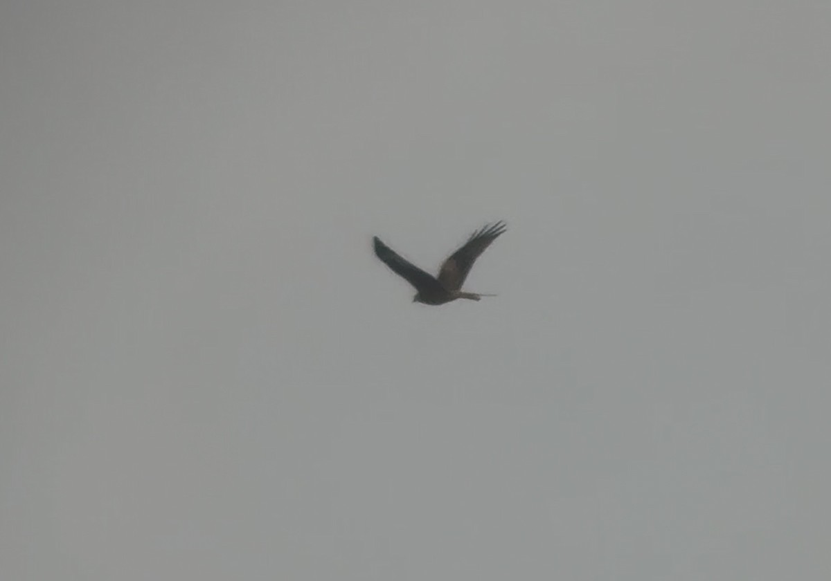 Red Kite - ML644668636