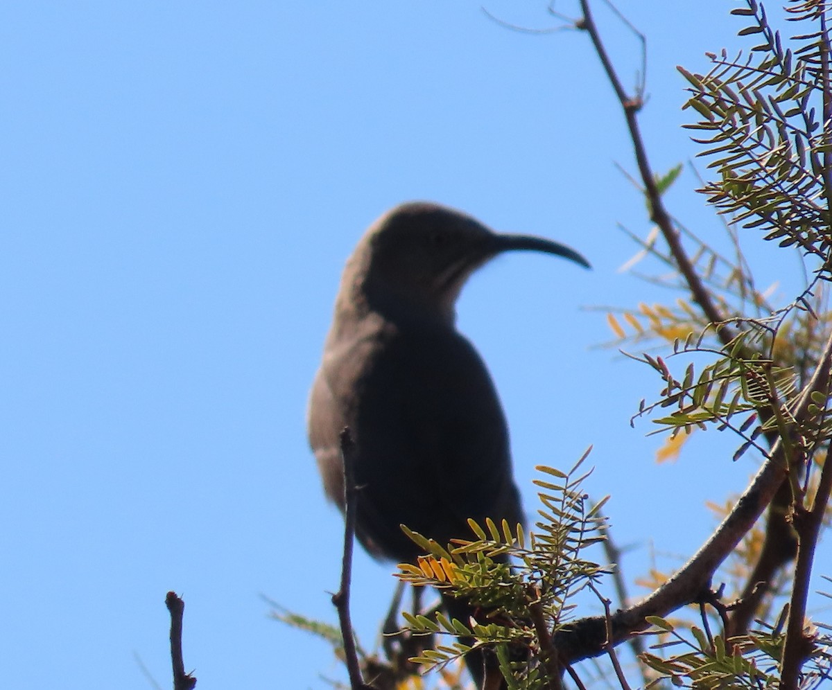Crissal Thrasher - ML644668644