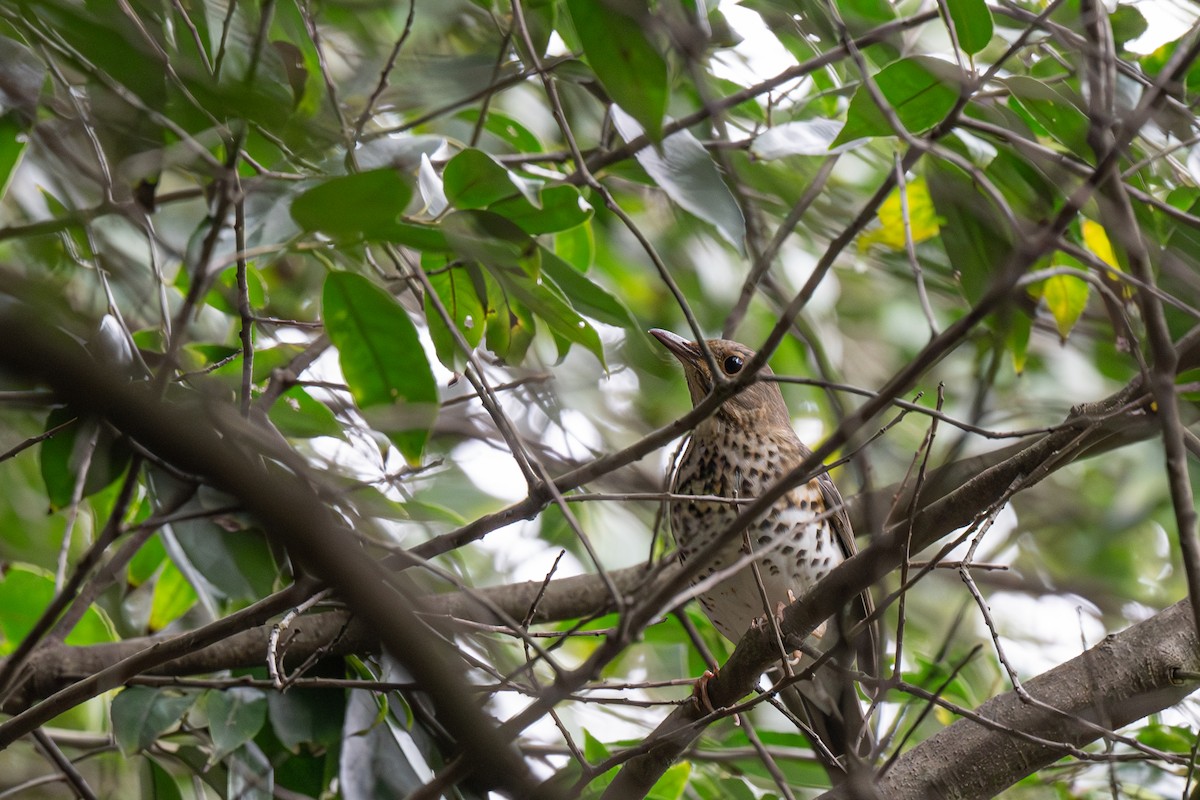 drozd japonský - ML644668645