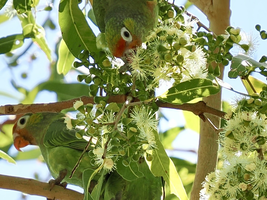 Varied Lorikeet - ML644668650