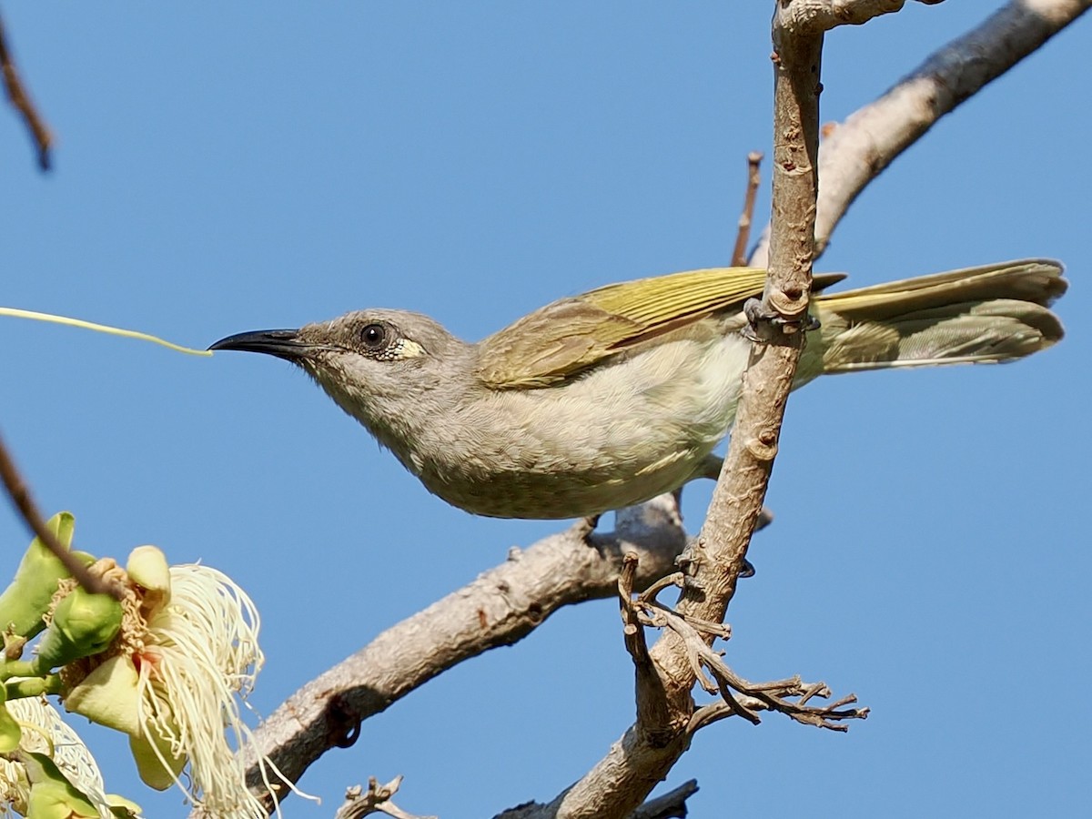 Brown Honeyeater - ML644668658