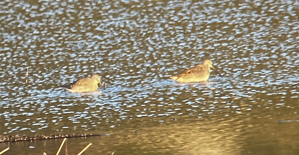 Bécassin à long bec - ML644668663