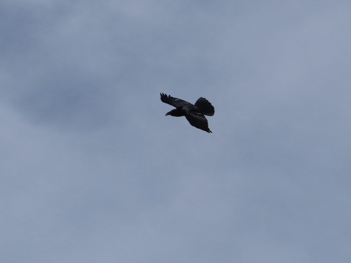 Крук звичайний - ML644668667