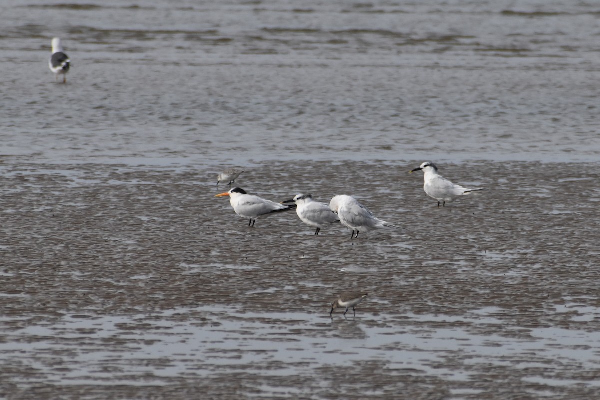 Elegant Tern - ML644668668