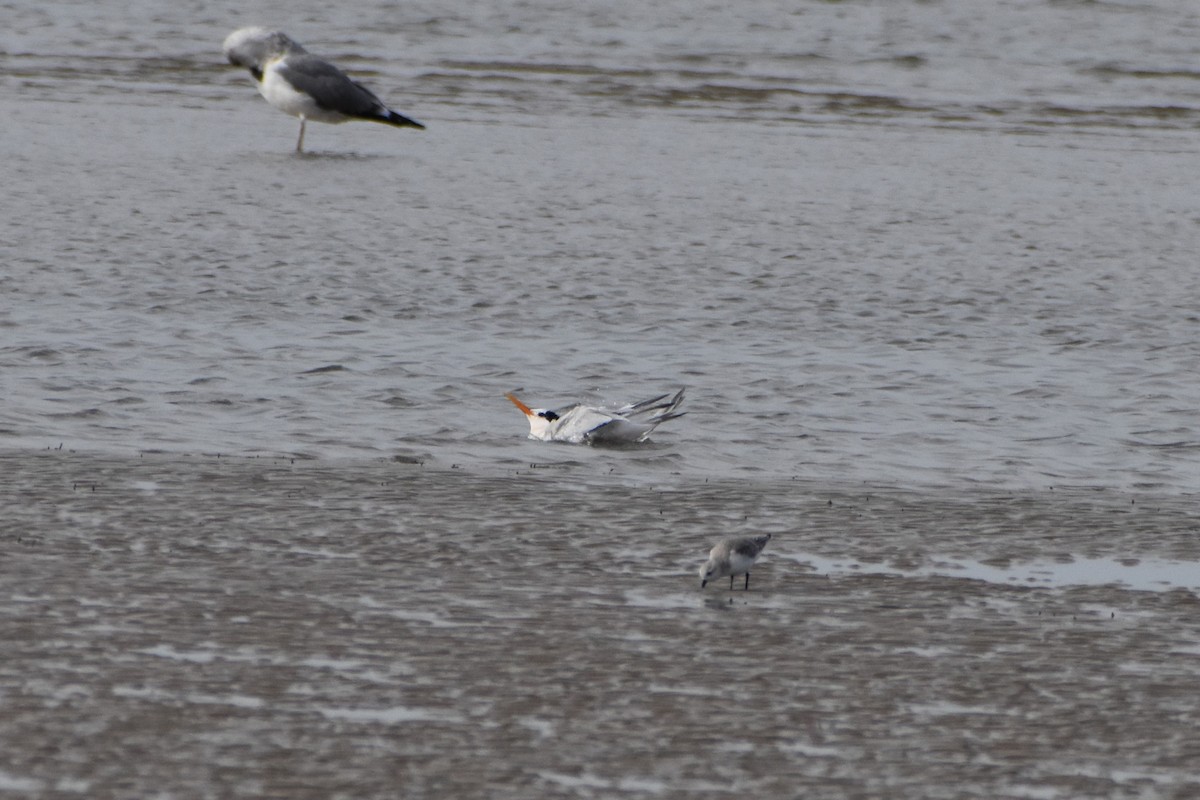 Elegant Tern - ML644668673