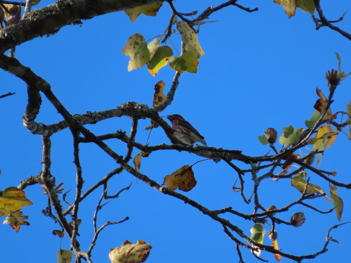 hýl nachový - ML644668676