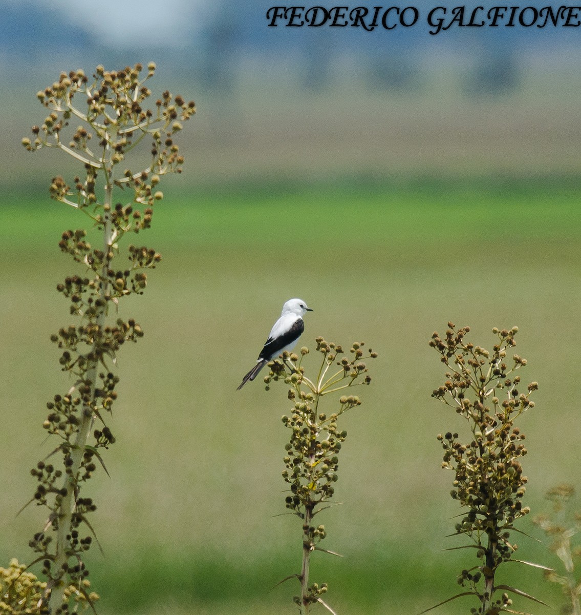 Black-and-white Monjita - ML644668678