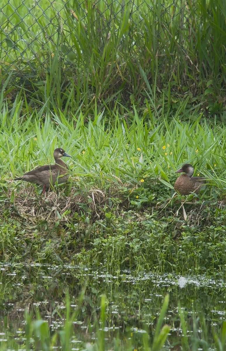 Brazilian Teal - ML644668698