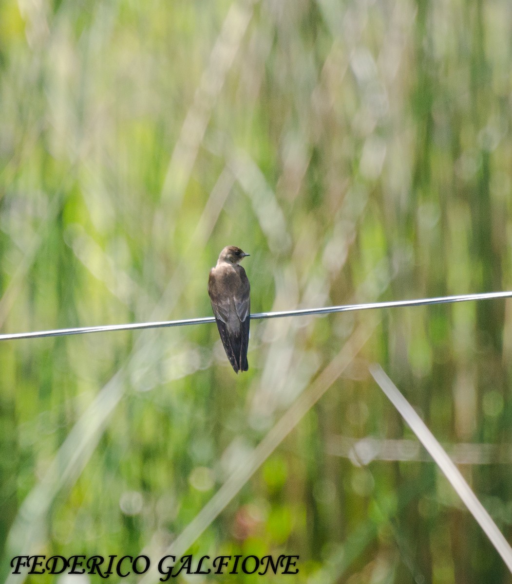 Southern Rough-winged Swallow - ML644668708