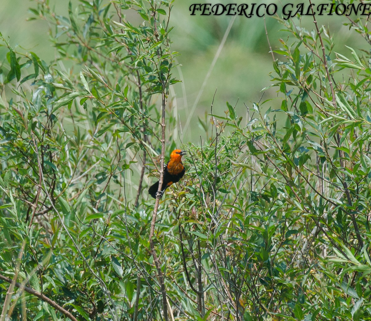 rødhodetrupial - ML644668732