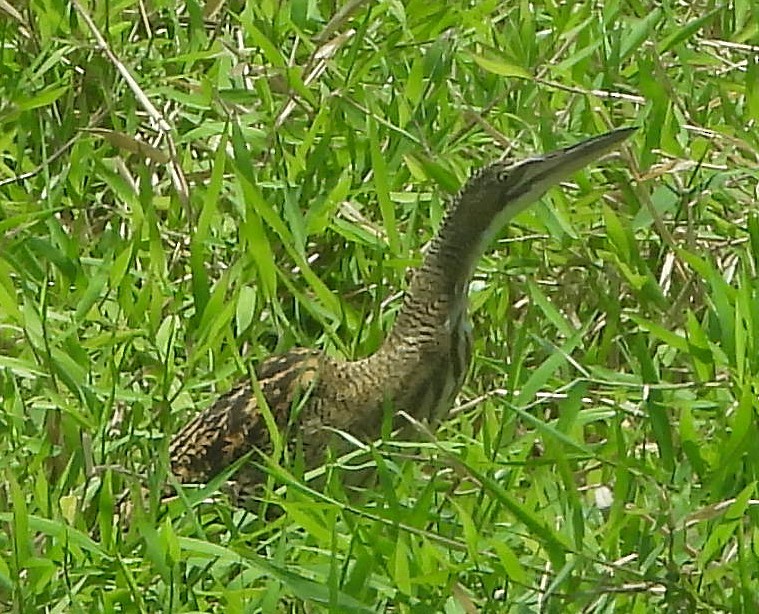 Pinnated Bittern - ML644668733