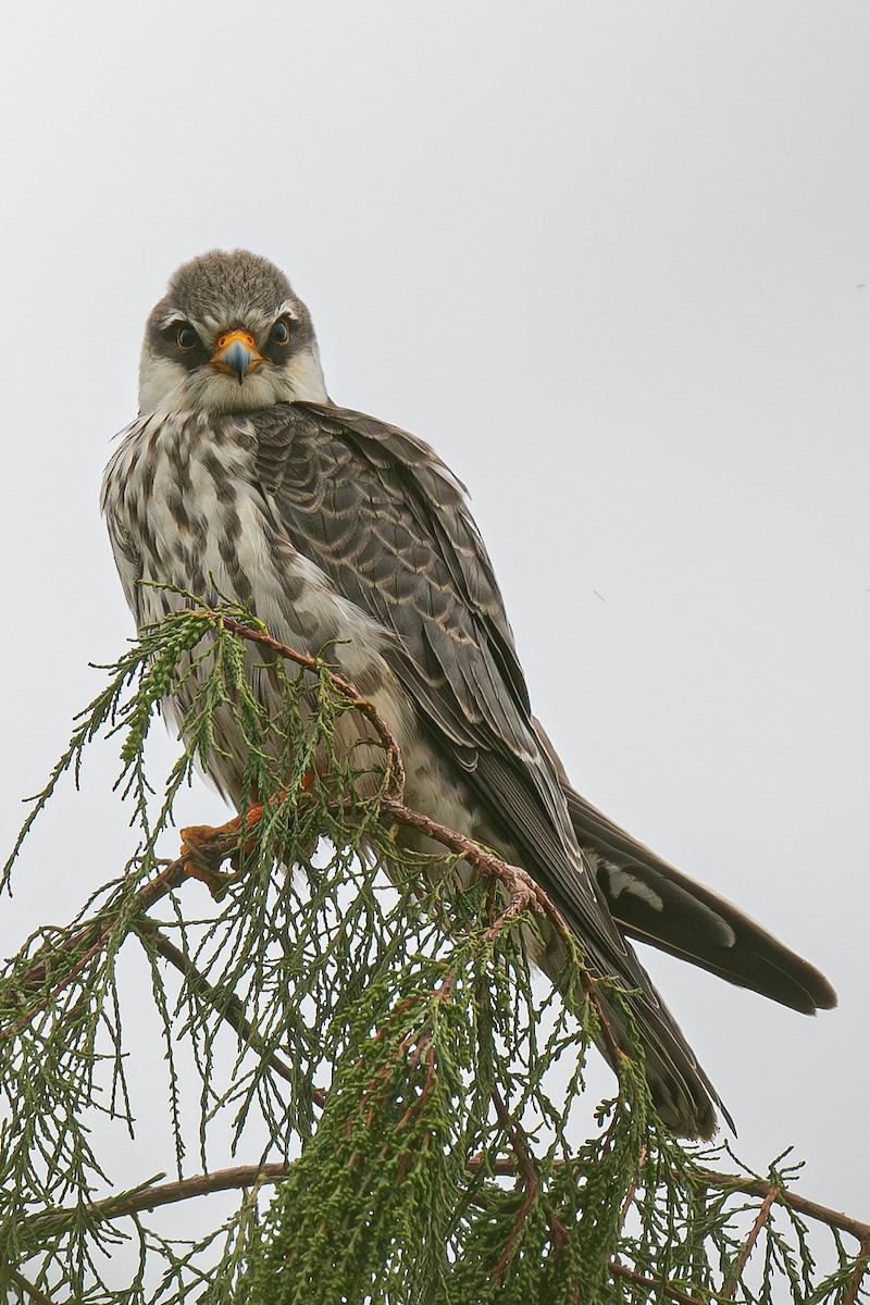 poštolka amurská - ML644668734