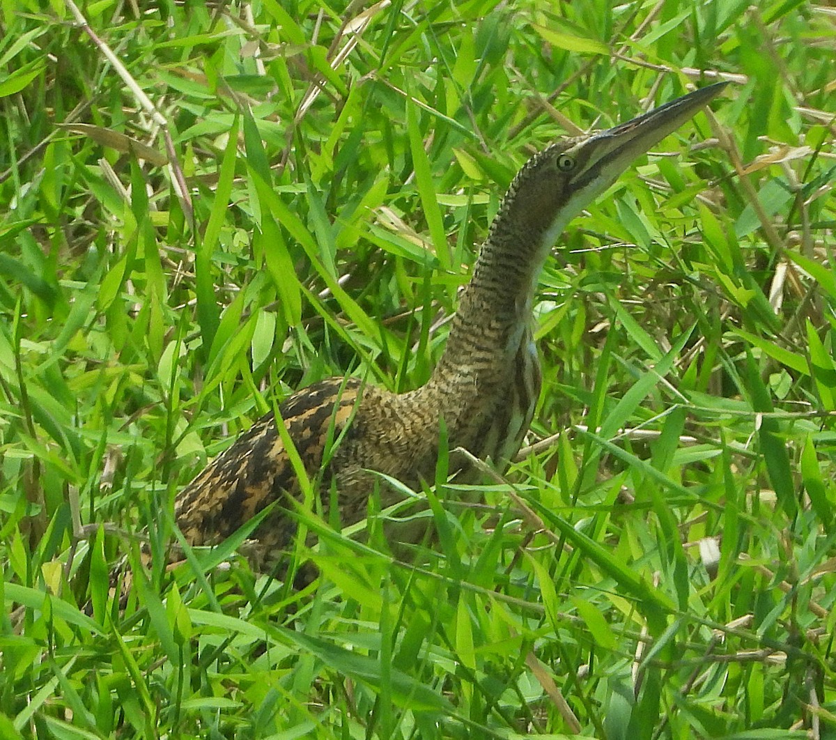 Pinnated Bittern - ML644668735