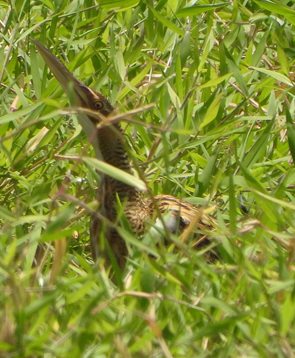 Pinnated Bittern - ML644668736
