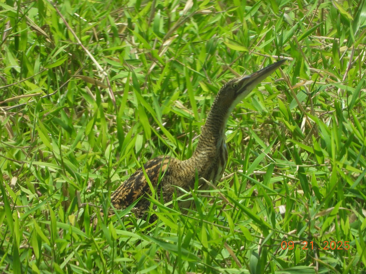 Pinnated Bittern - ML644668737