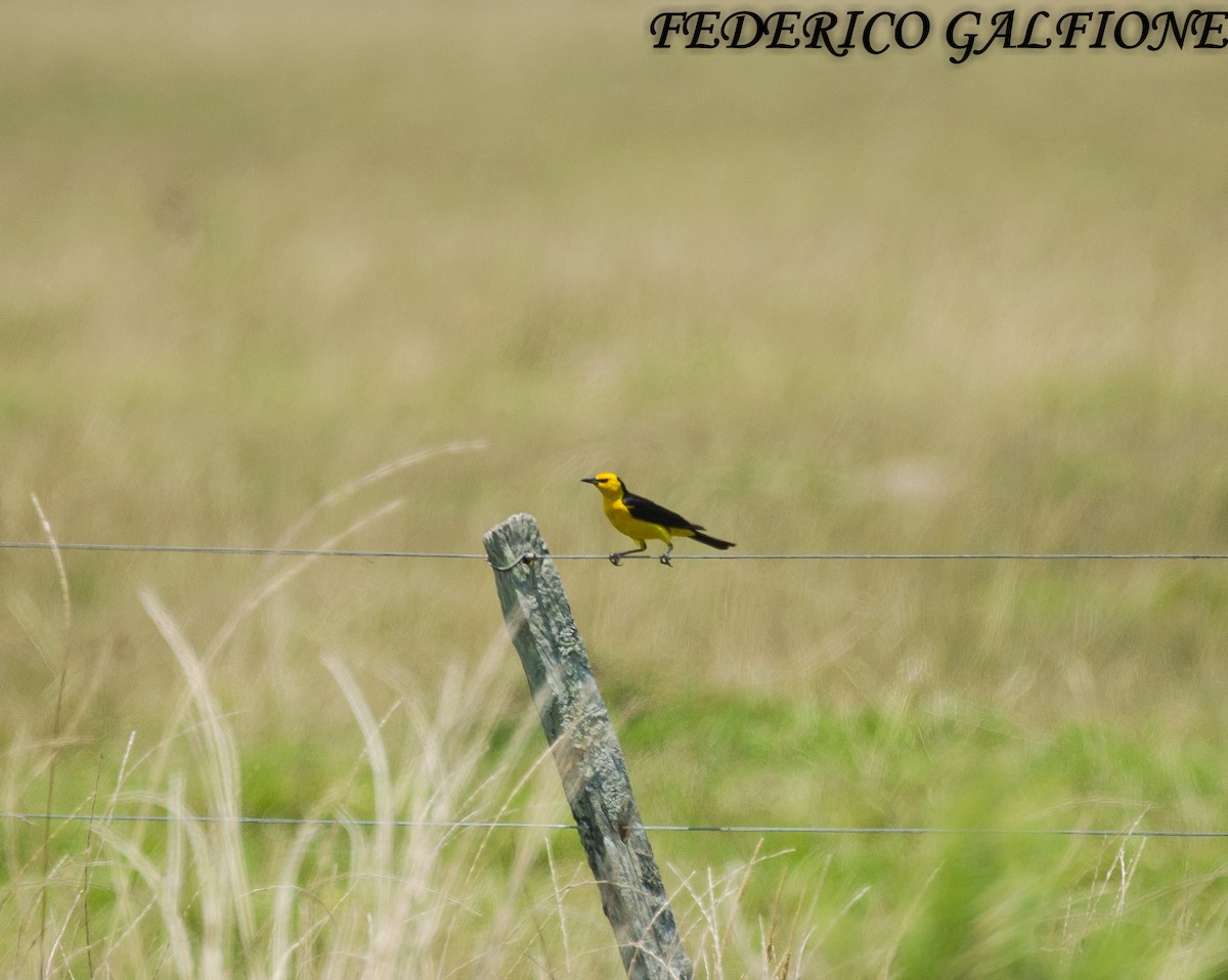 Saffron-cowled Blackbird - ML644668756