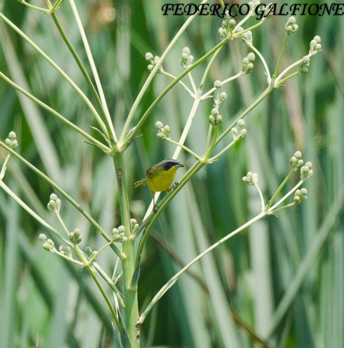 Paruline voilée - ML644668763