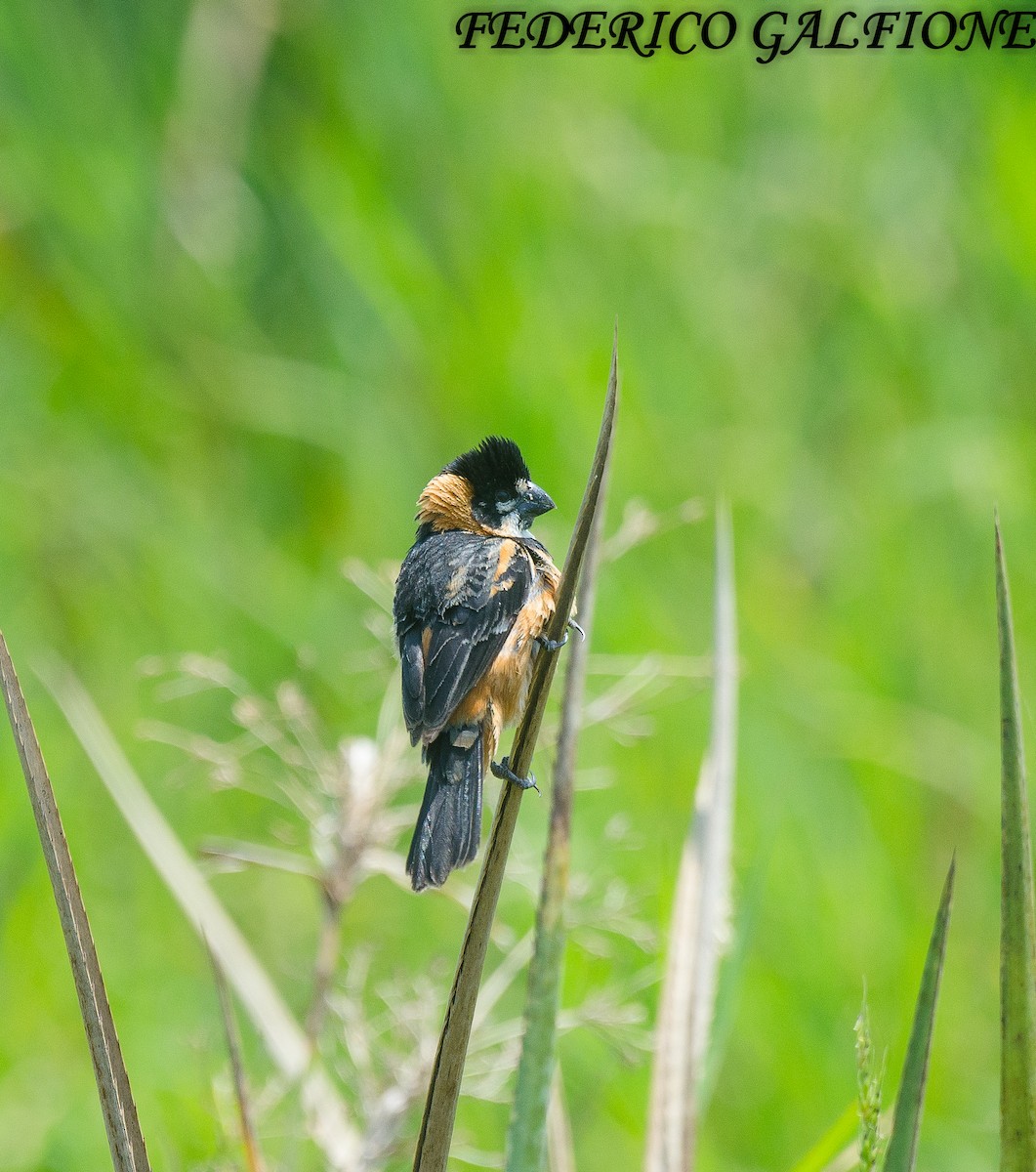 rustnakkefrøeter - ML644668773