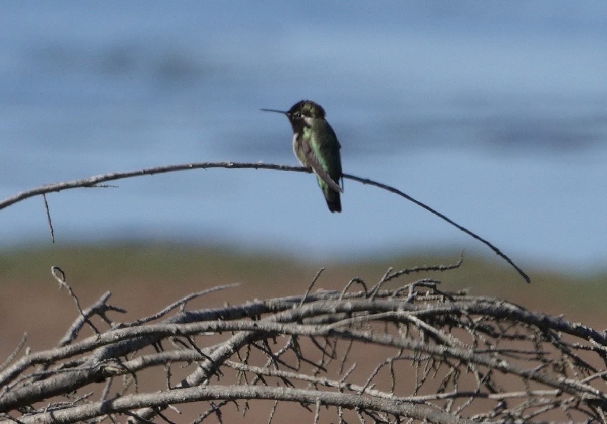 Anna's Hummingbird - ML644668778
