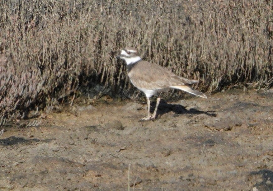 Killdeer - ML644668796