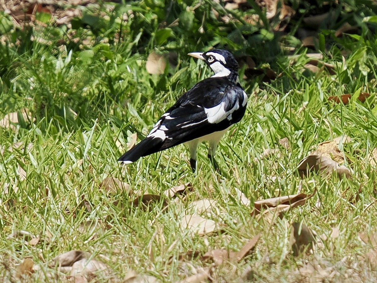 Magpie-lark - ML644668797