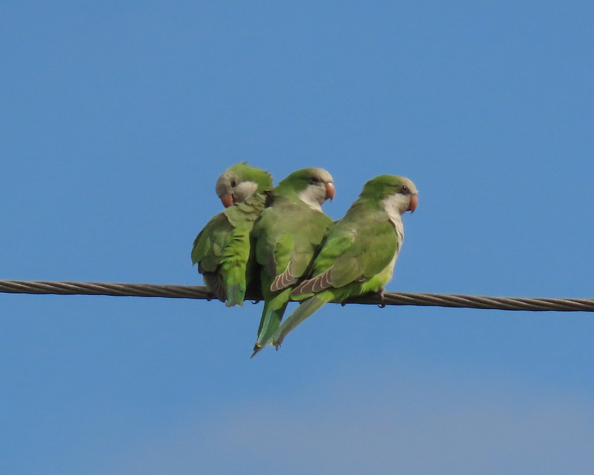 Mönchssittich - ML644668802