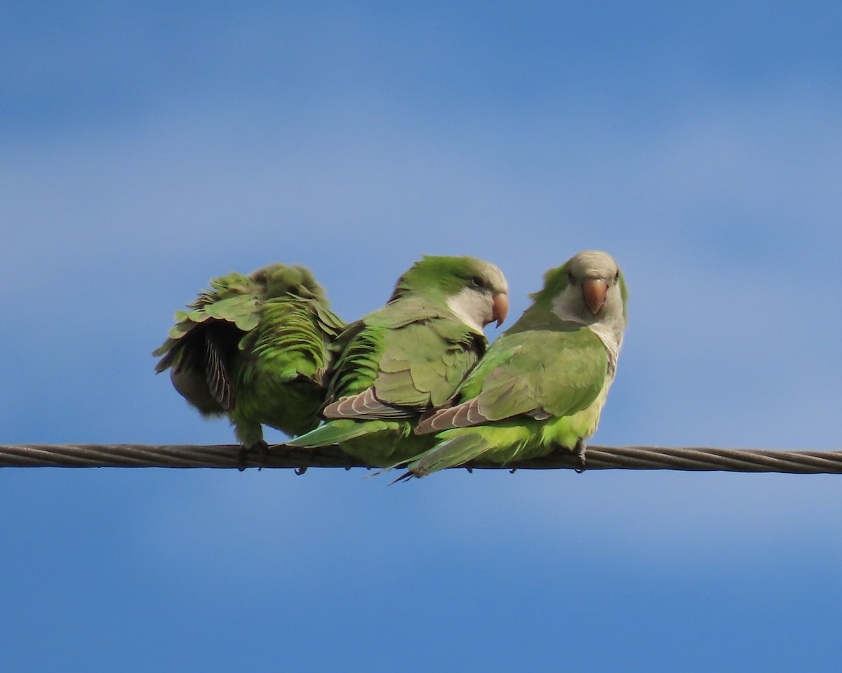 Mönchssittich - ML644668803